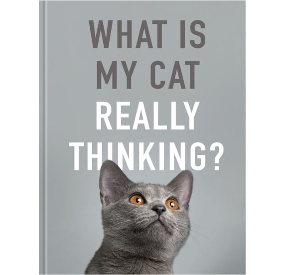 What is Your Cat Really Thinking