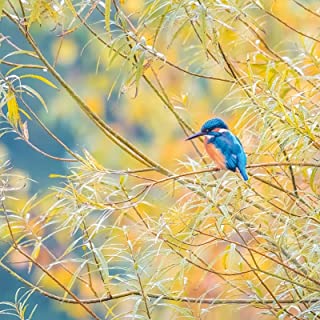 Springwatch - Kingfisher