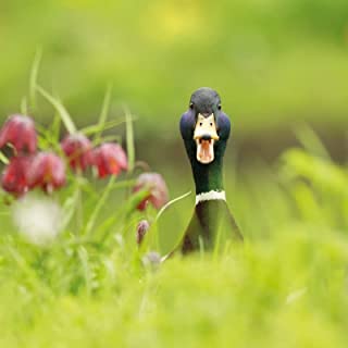 Springwatch - Mallard