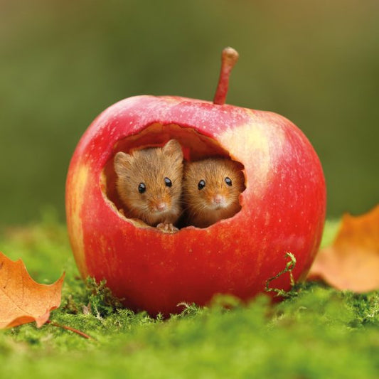 Springwatch - Harvest Mice