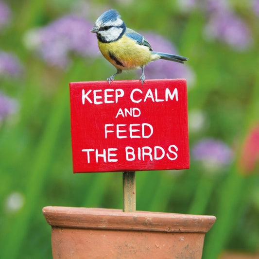 Springwatch - Blue Tit