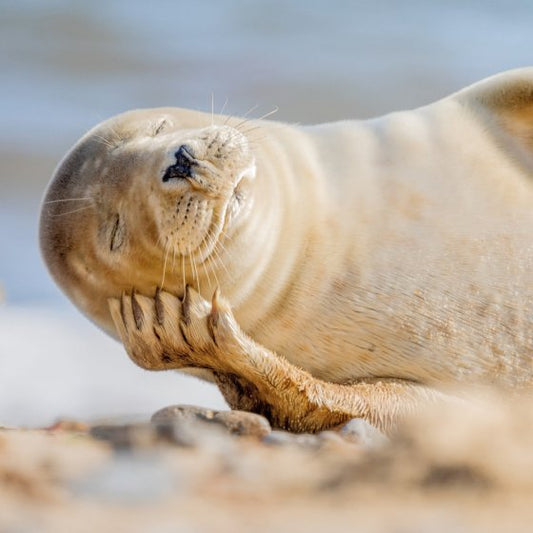 Springwatch - Grey Seal