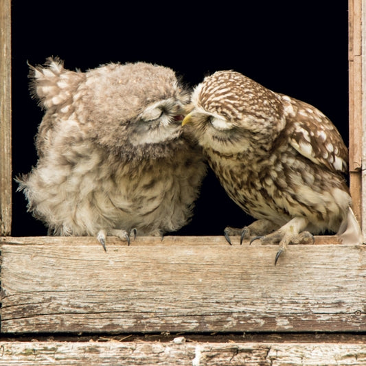 Springwatch - Little Owls