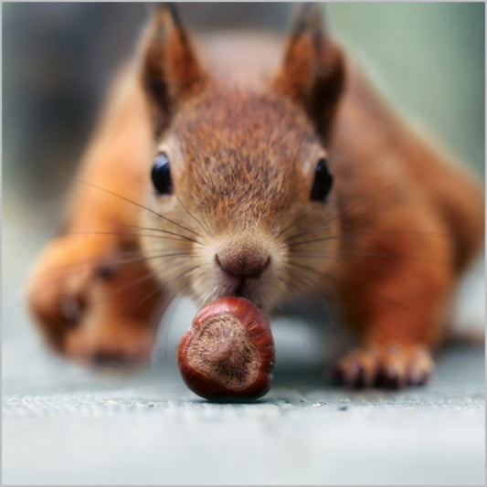 Springwatch - Red Squirrel